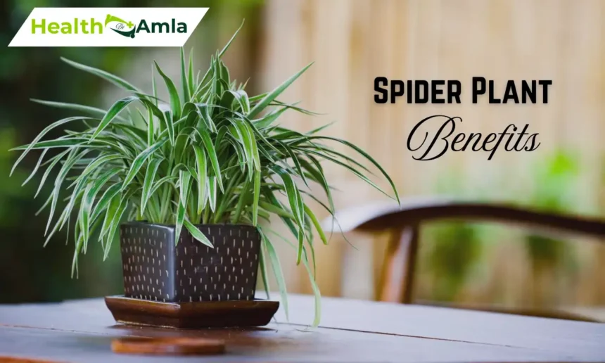 Spider Plant Benefits